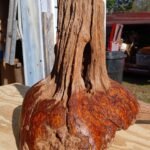 Chittum Burl Stump