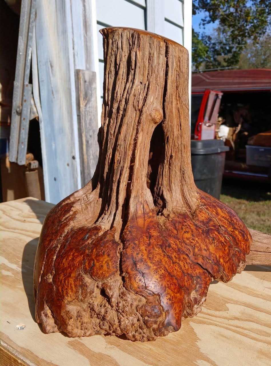 Wood Chittum Burl Stump - Image 1